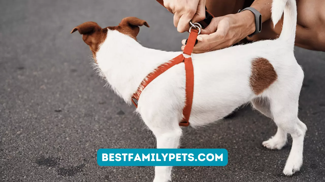 Easy Tips for Putting on a Harness for Small Dogs