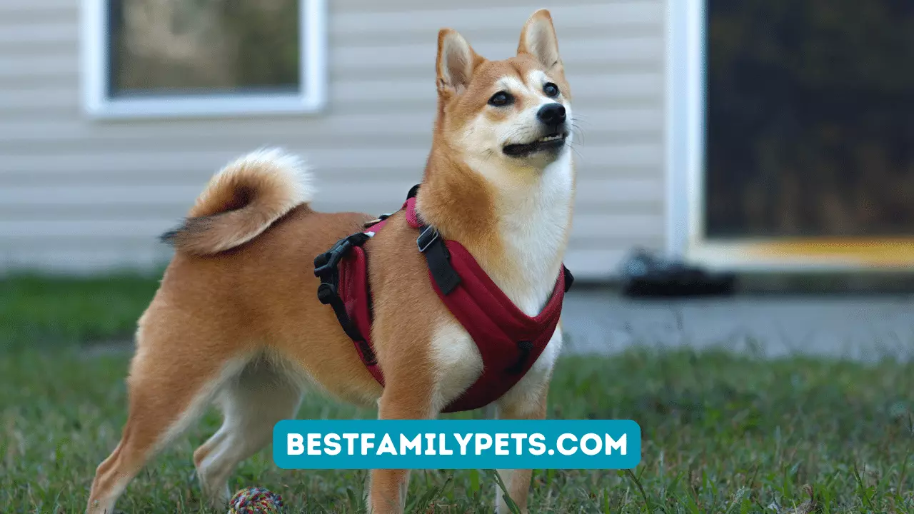 Real Simple Dog Harnesses for Hassle-Free Walks