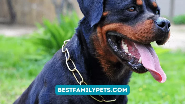 Rottweiler Dog Harnesses