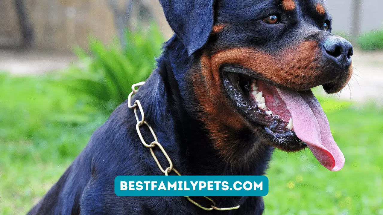 Top Rottweiler Dog Harnesses for Comfort and Control