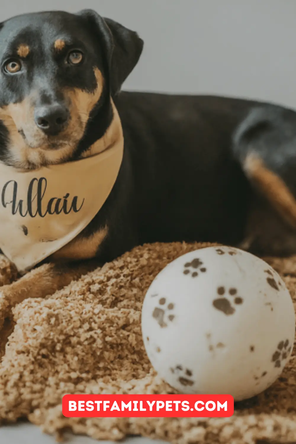 Sentimental Gifts for Dogs