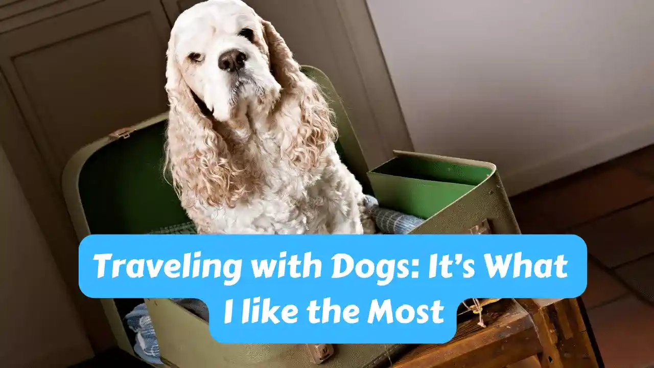 Traveling with Dogs: It’s What I like the Most