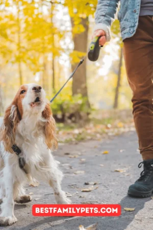 How To Calm Down Your Overly Energetic Dog?