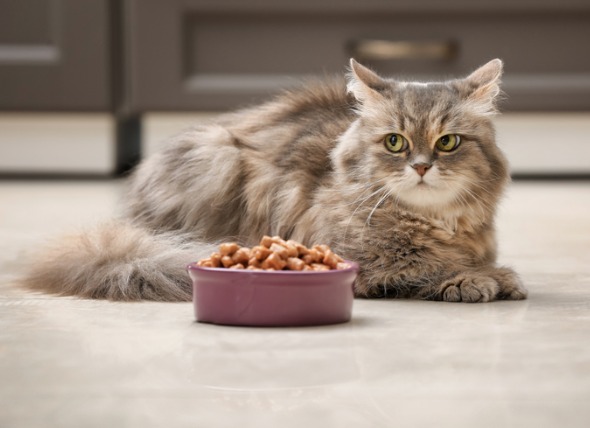 natural food for dogs and cats