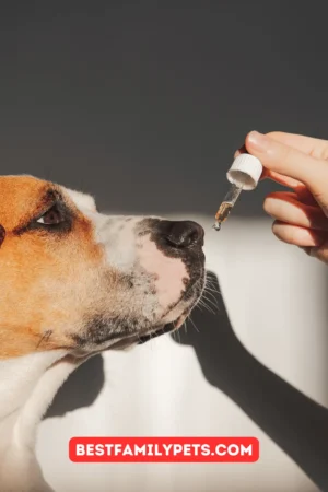 Is CBD Oil for Dogs worth the Money?