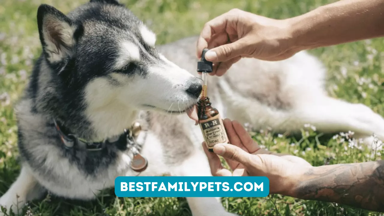 CBD for Pets