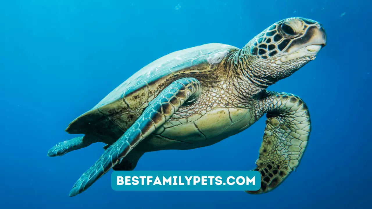 Exploring the Food Chain of Green Sea Turtles