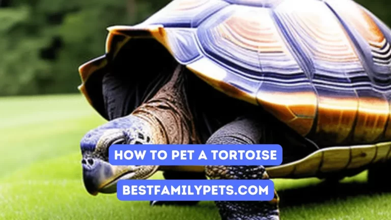 How to Pet A Tortoise