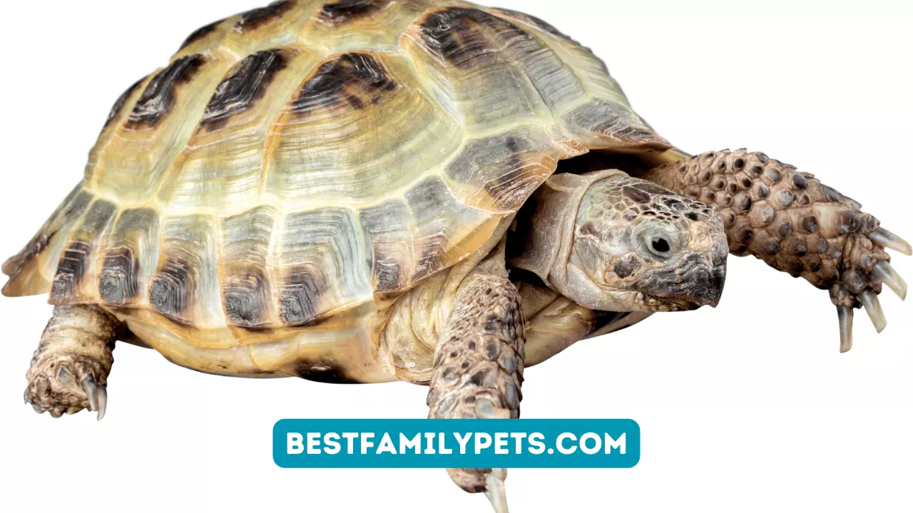 Healthy and Pleasant: Benefits of Low-Odor Turtle Food