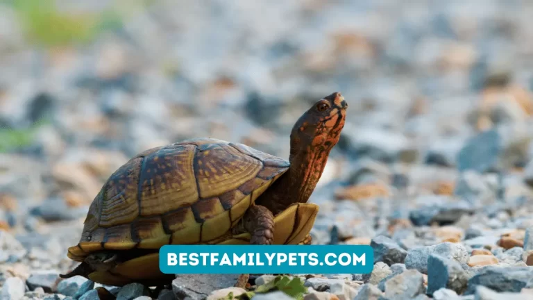 Turtle Food Bowl