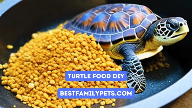 Turtle Food DIY