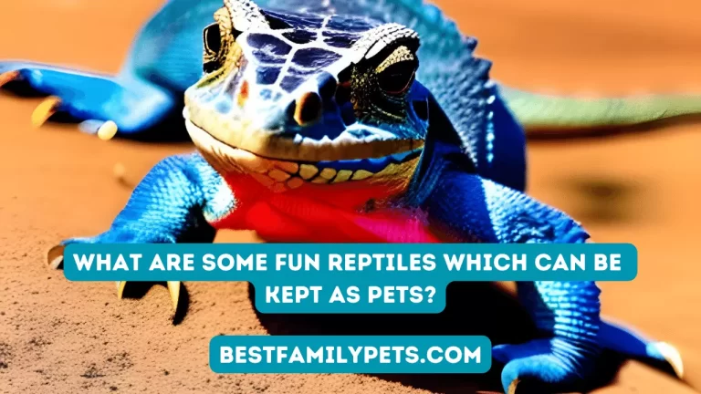 What Are Some Fun Reptiles Which Can Be Kept as Pets