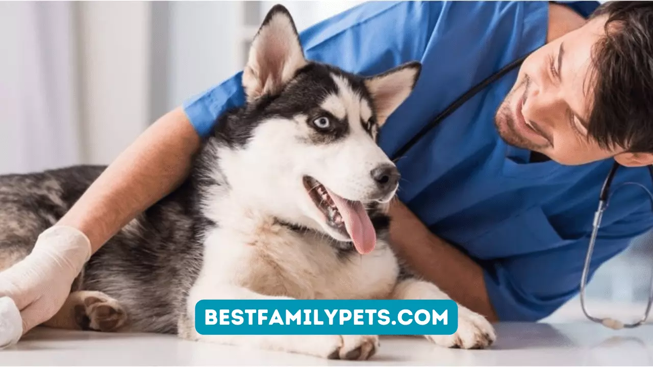 Pet Diseases: Importance of Regular Check-ups
