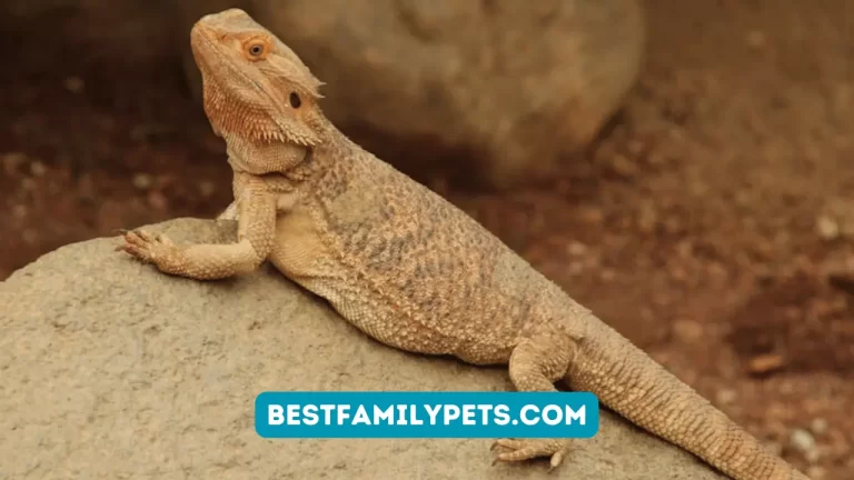 Bearded Dragon