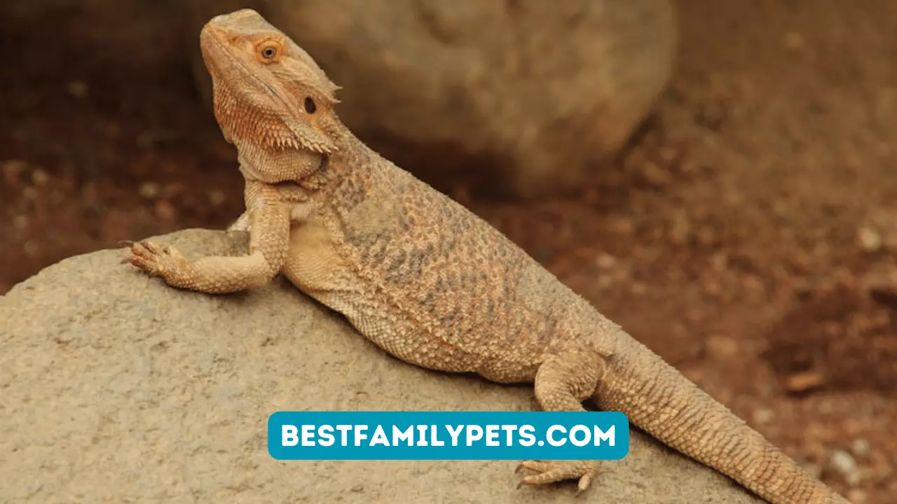 How to Care for Bearded Dragon?
