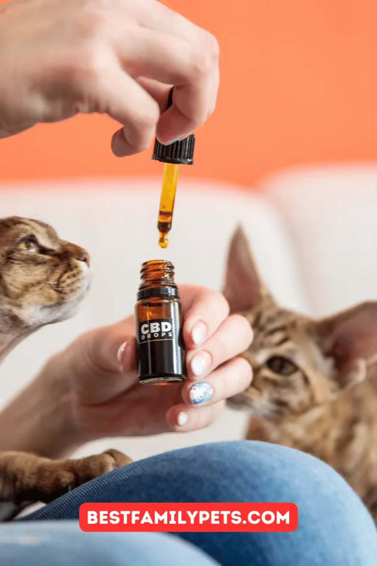 CBD and Pets