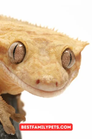 What Should You Feed Your Crested Gecko To Keep it Healthy?