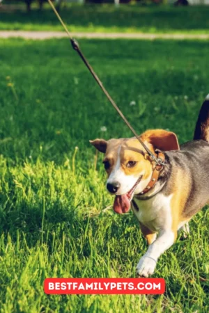 11 Essential Dog Walking Tips for New Dog Owners