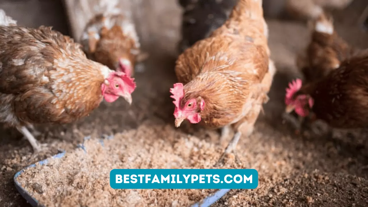 The Basics of Growing Healthy Poultry