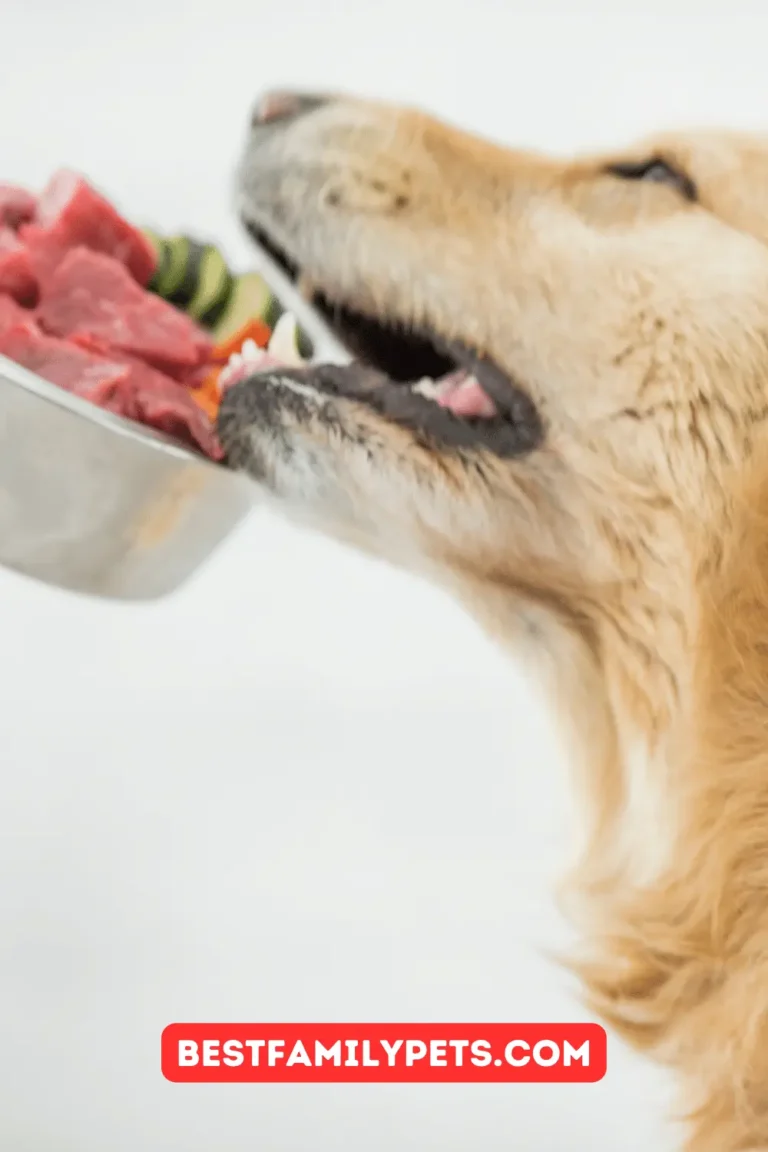 How To Create Your Dog’s Diet