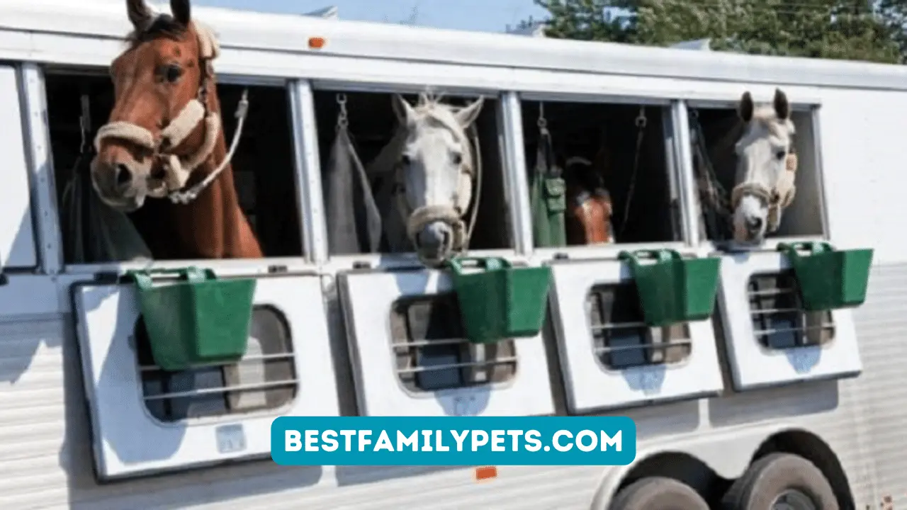 Ifor Williams Horse Trailer