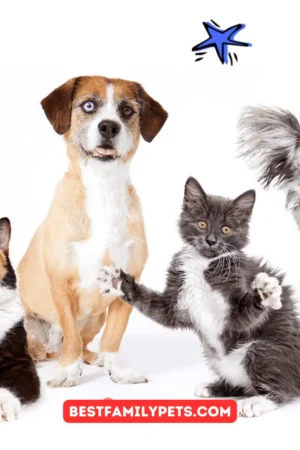 Medical Emergencies Covered By Pet Insurance