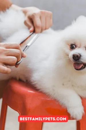 The Best Shears For Grooming Your Dog