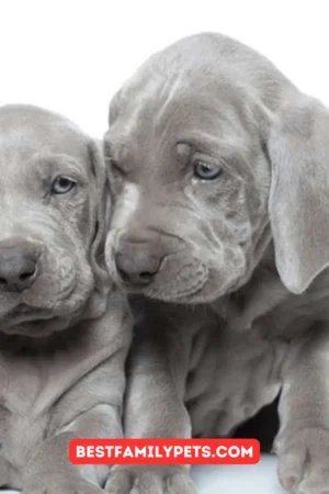Weimaraner Puppies: A-Z Information