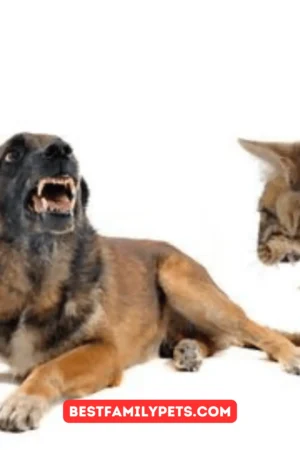 Dog Aggression: 8 Reasons That May Be Triggering Your Dog