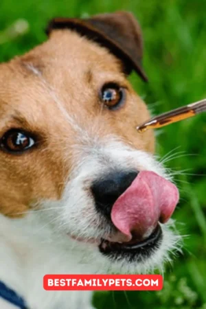 Thinking of Giving CBD to your Dogs? Read this First