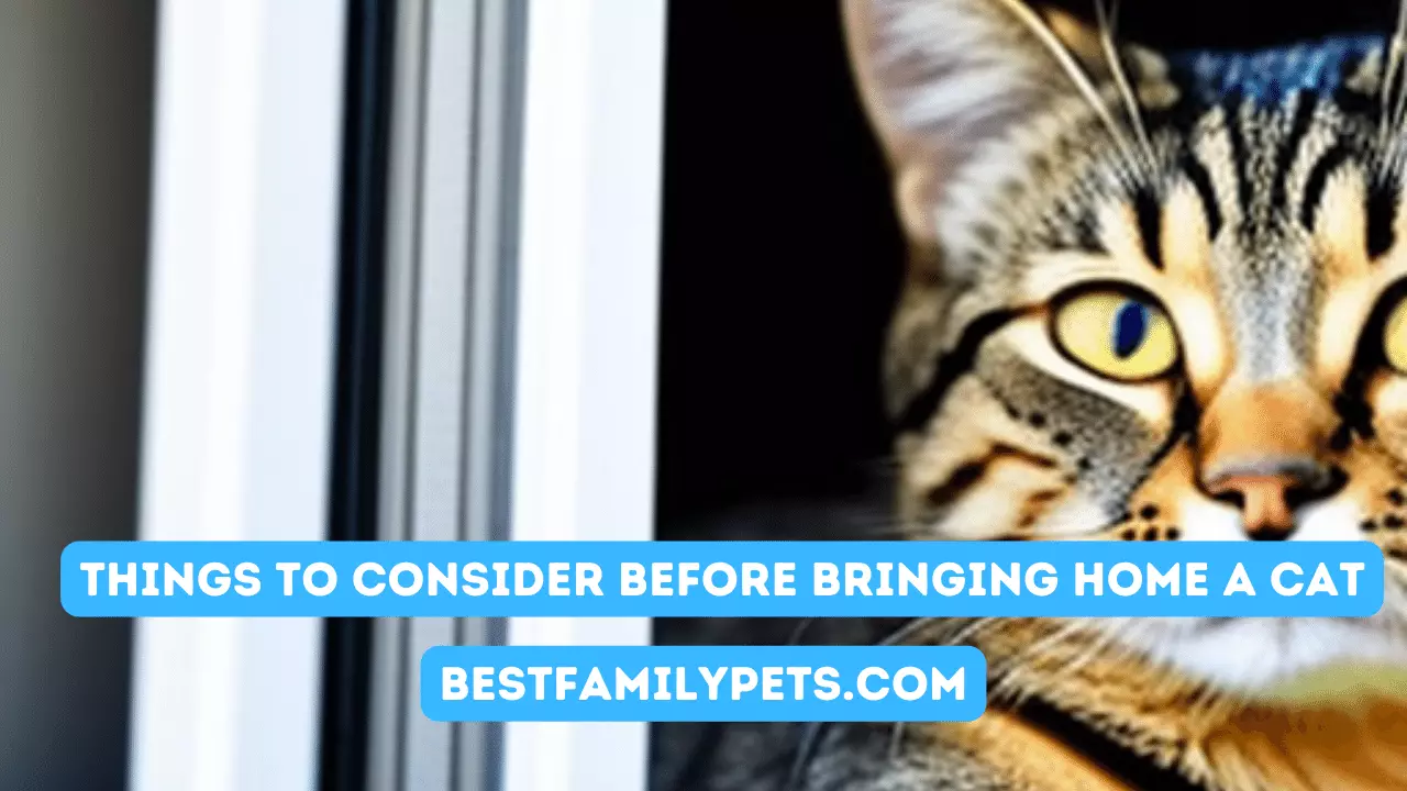 Things To Consider Before Bringing Home A Cat