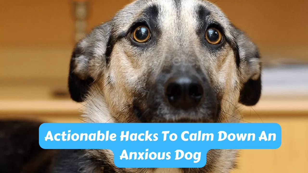 Actionable Hacks To Calm Down An Anxious Dog