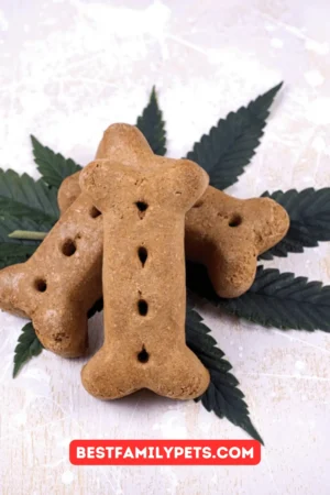 What Are the CBD Dog Treats Benefits?