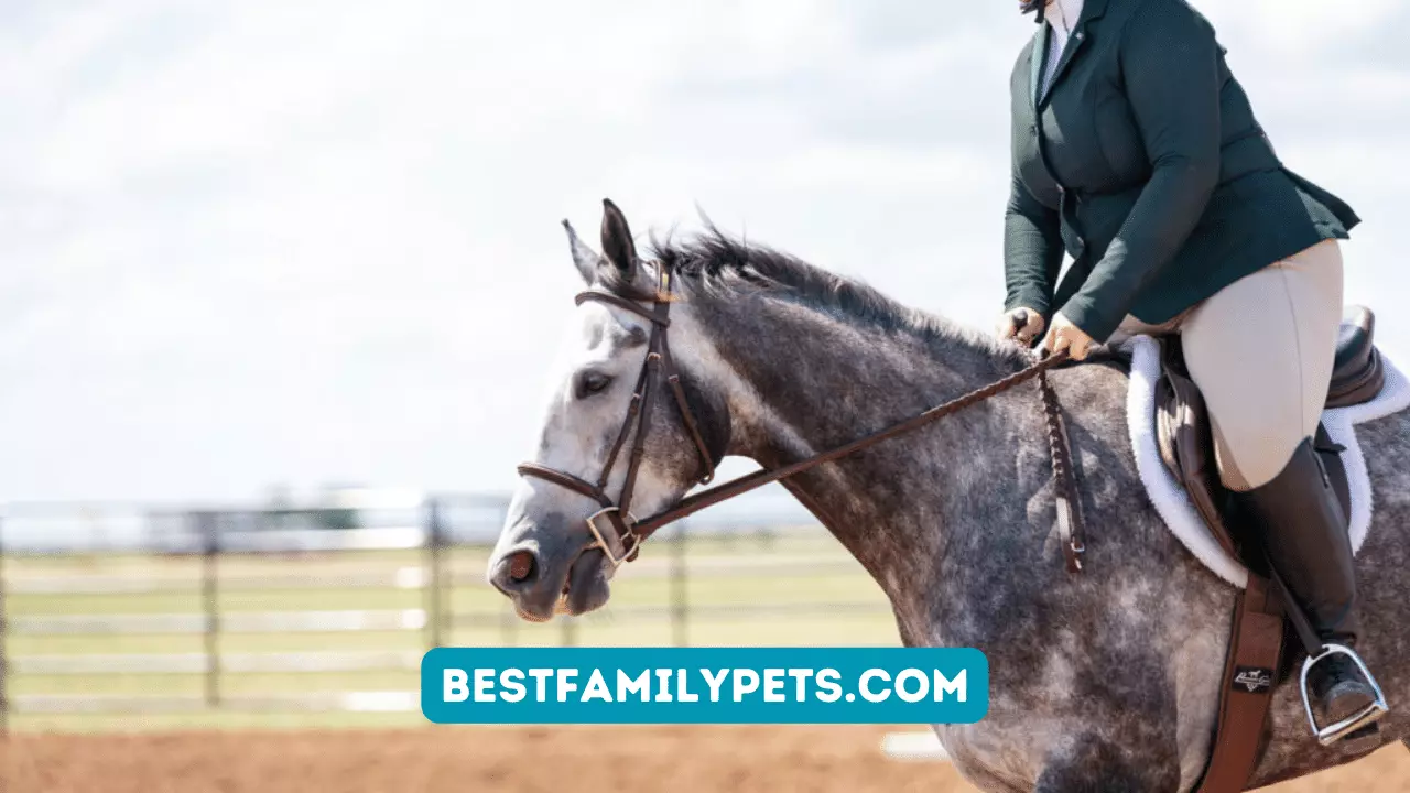 How to Compete in Your First Horse Show?