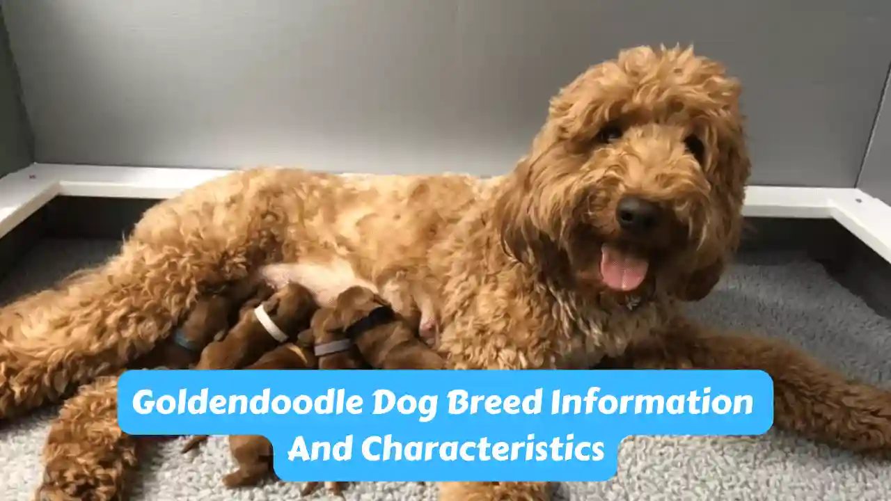 Goldendoodle Dog Breed Information And Characteristics