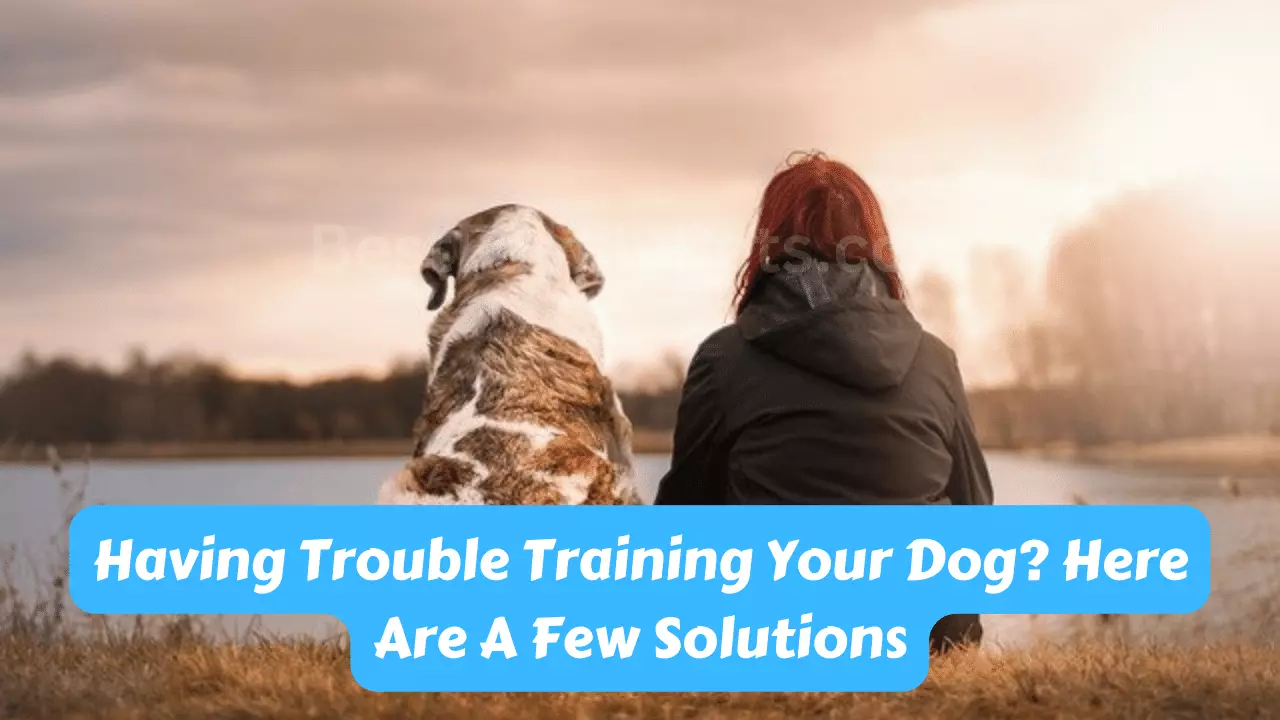 Training Your Dog