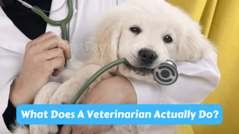 What Does A Veterinarian Actually Do