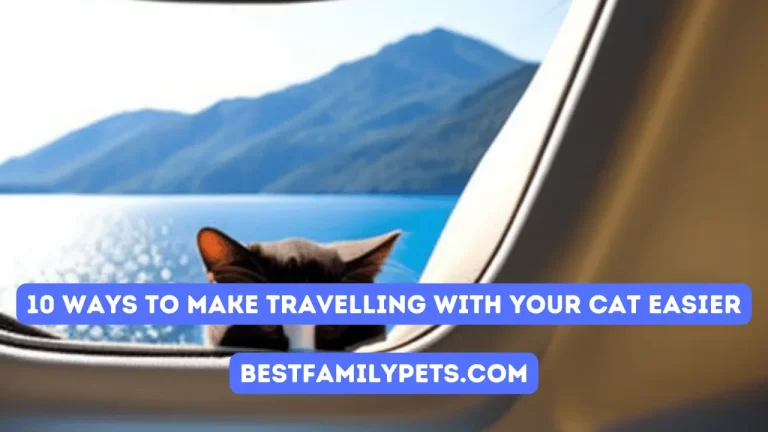 10 Ways to Make Travelling with Your Cat Easier