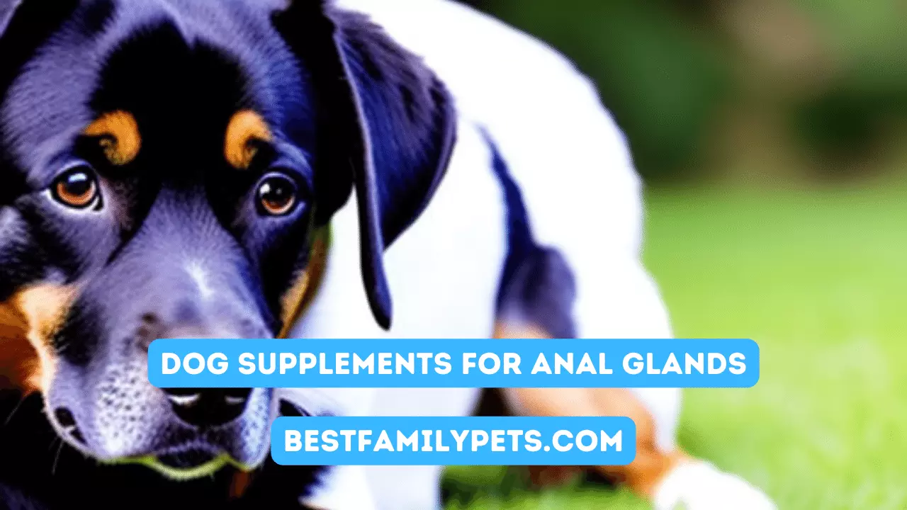 Dog Supplements for Anal Glands