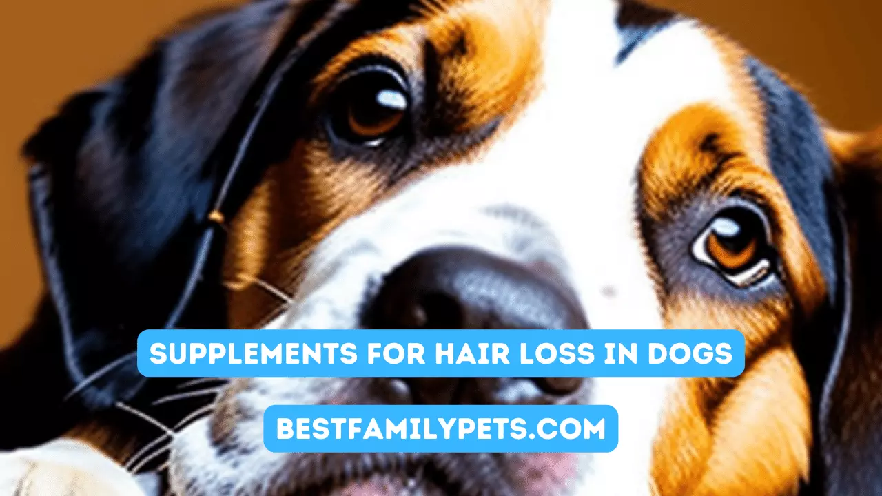 Supplements for Hair Loss in Dogs