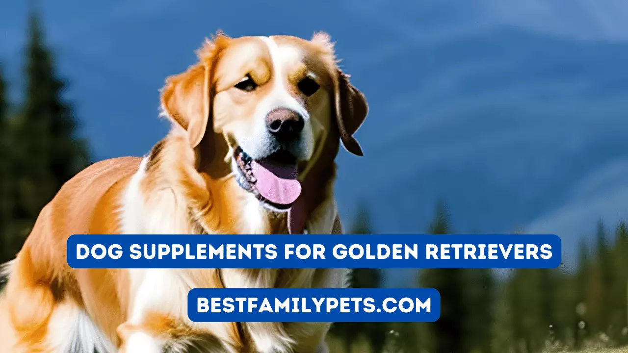 Dog Supplements for Golden Retrievers
