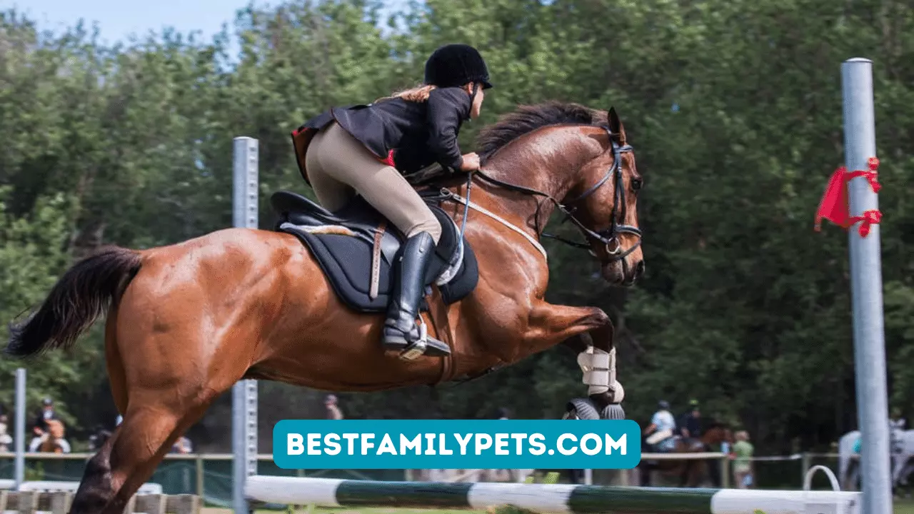 Four Ways To Be A Better Horseback Rider