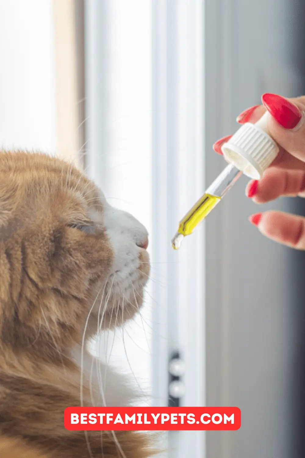 How Much CBD Should You Give Your Cat