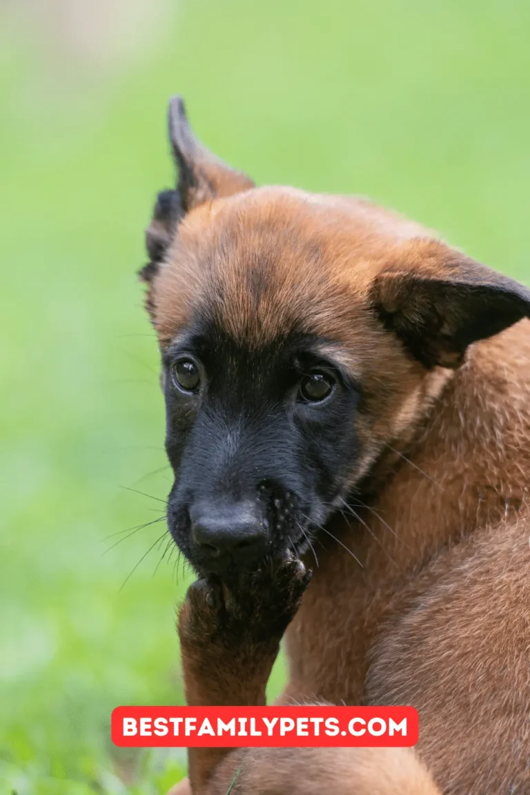 Overview of DNA Testing for Belgian Malinois Dogs