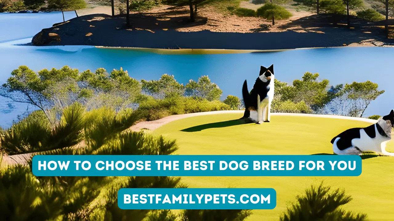 How to Choose the Best Dog Breed for You?