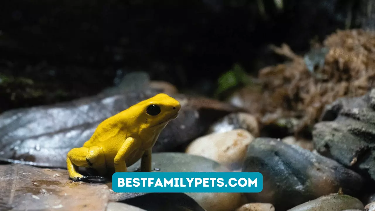 Dwarf Frogs in the Aquarium