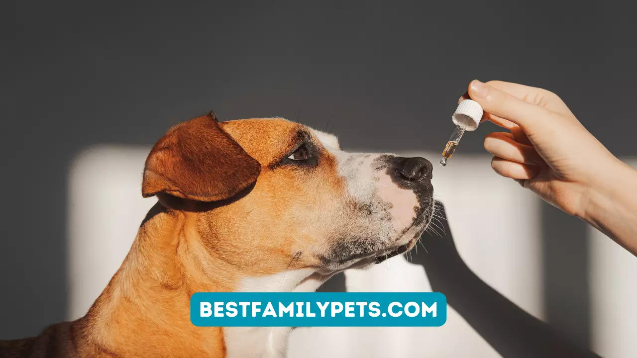 How CBD Oil Can Be Useful For Your Pet?