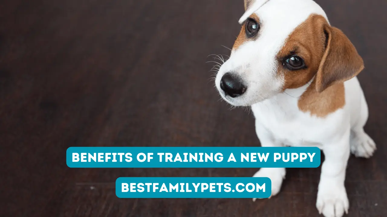 Benefits of Training a New Puppy