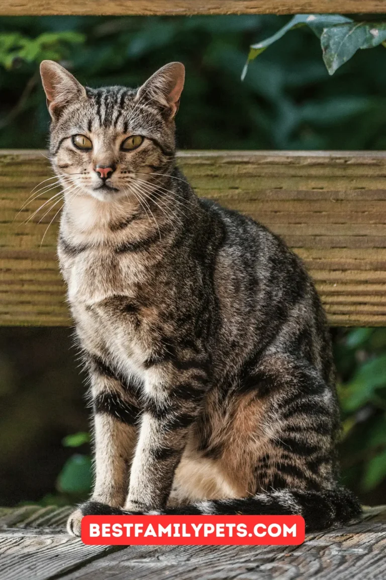 Best Cat Litter in Garden