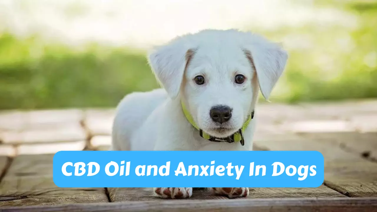 CBD Oil and Anxiety In Dogs